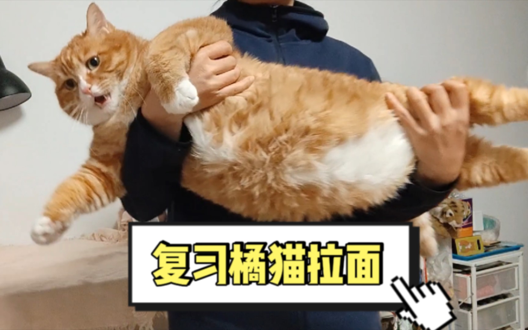 橘猫蛋糕 复习一下橘猫拉面这个节目哔哩哔哩bilibili