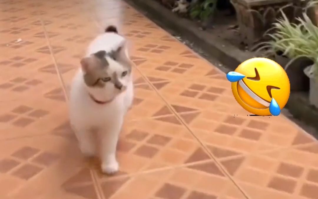 猫咪走路气场全开,眼神威严,摇头晃脑.网友:大佬附体的既视感!
