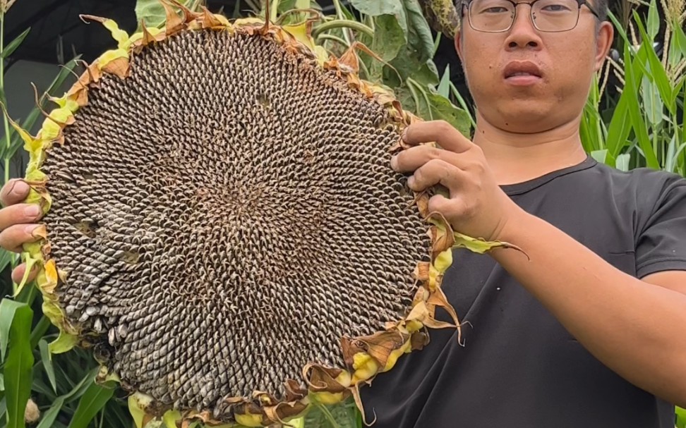 [图]长得巨大但内心空虚，我承认我种了个寂寞，泰坦向日葵