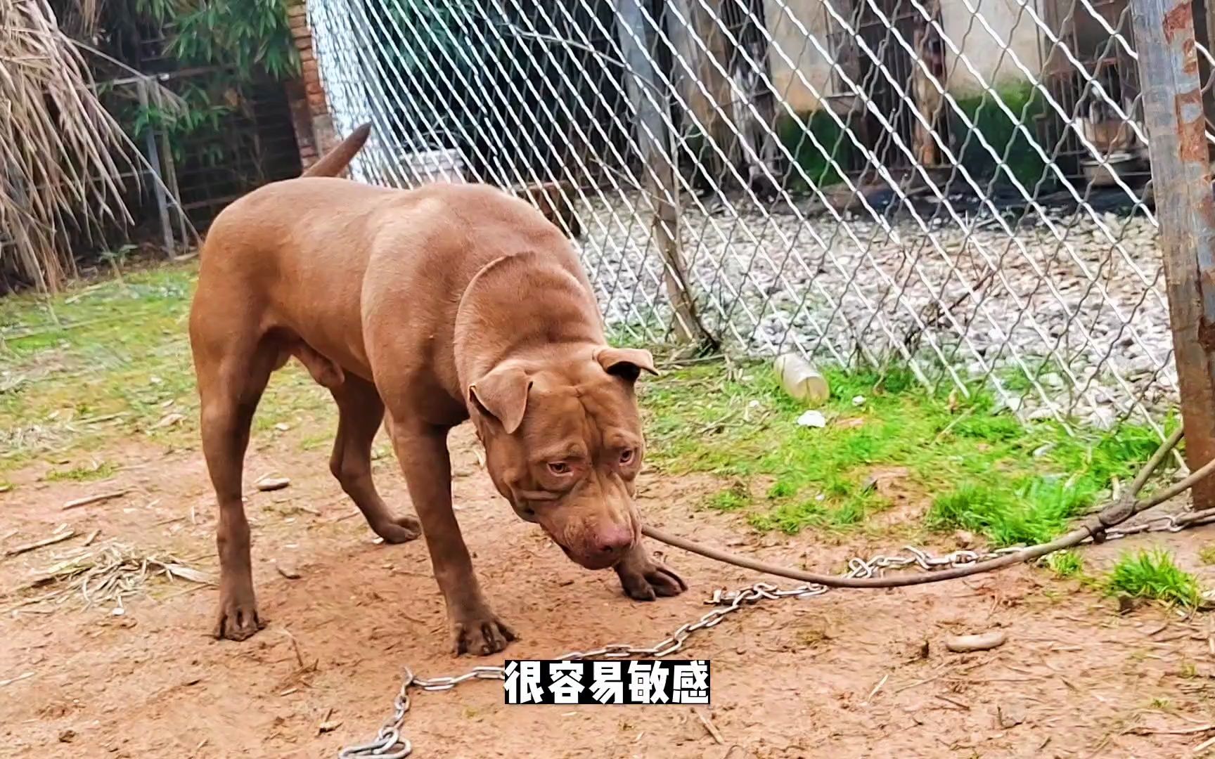 斗犬比特爱咬人吗,这种比特要注意