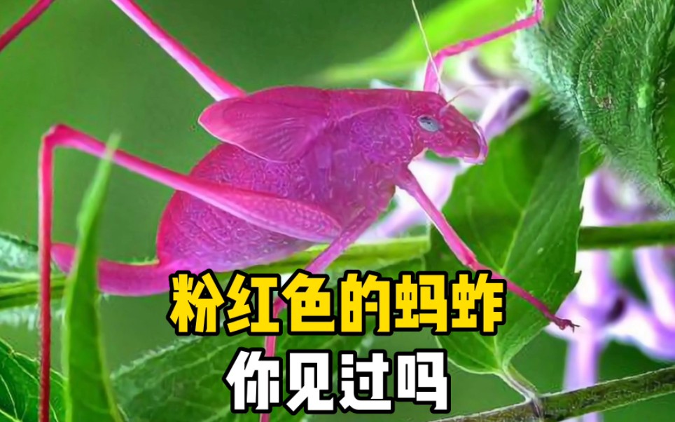 粉色蚱蜢图片