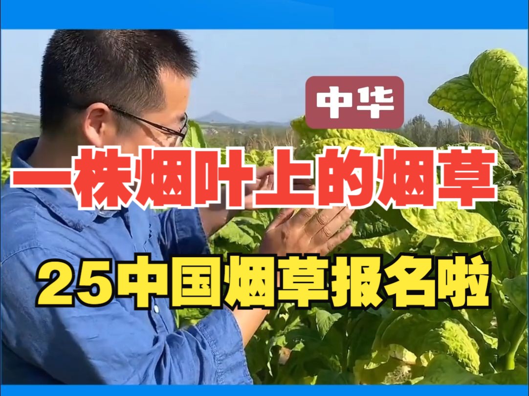 最新发布!2025烟草局开始报名啦!冷知识:一株烟叶上的烟草哔哩哔哩bilibili