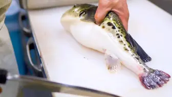 人工养殖的红鳍东方魨不用被毒死不用去日本和某爱沙尼亚留学生去吃河豚刺身鳗鱼饭真的好吃 哔哩哔哩 Bilibili