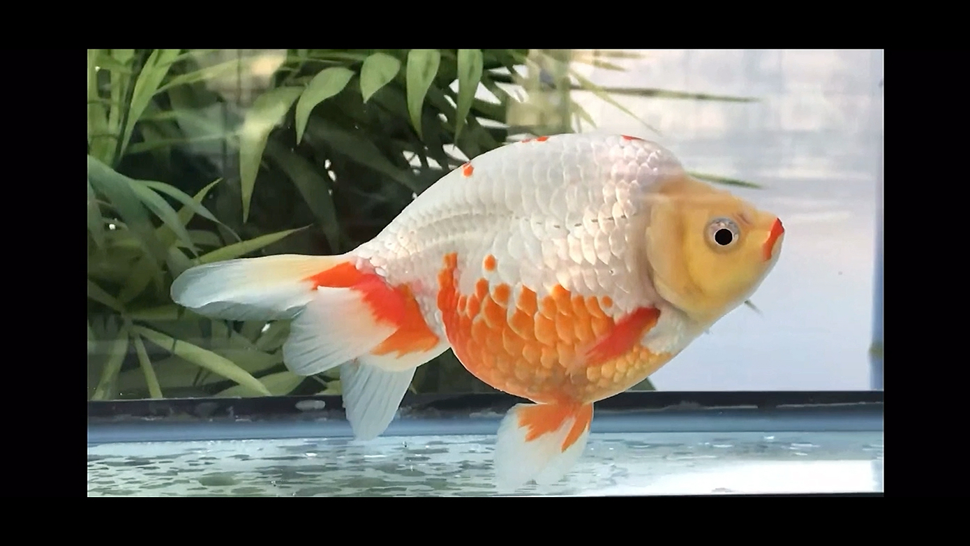 锦绣家的南金(南京)金鱼