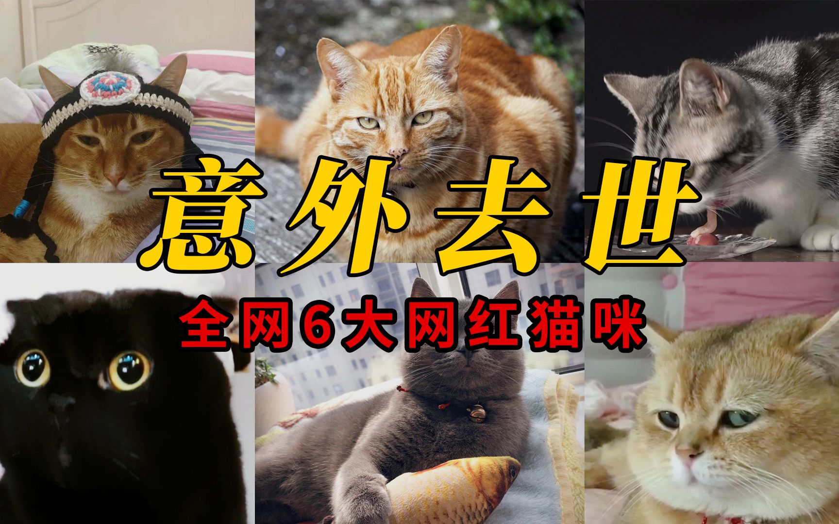 [图]盘点意外去世的6大网红猫咪，你有多久没刷到它们的视频了？