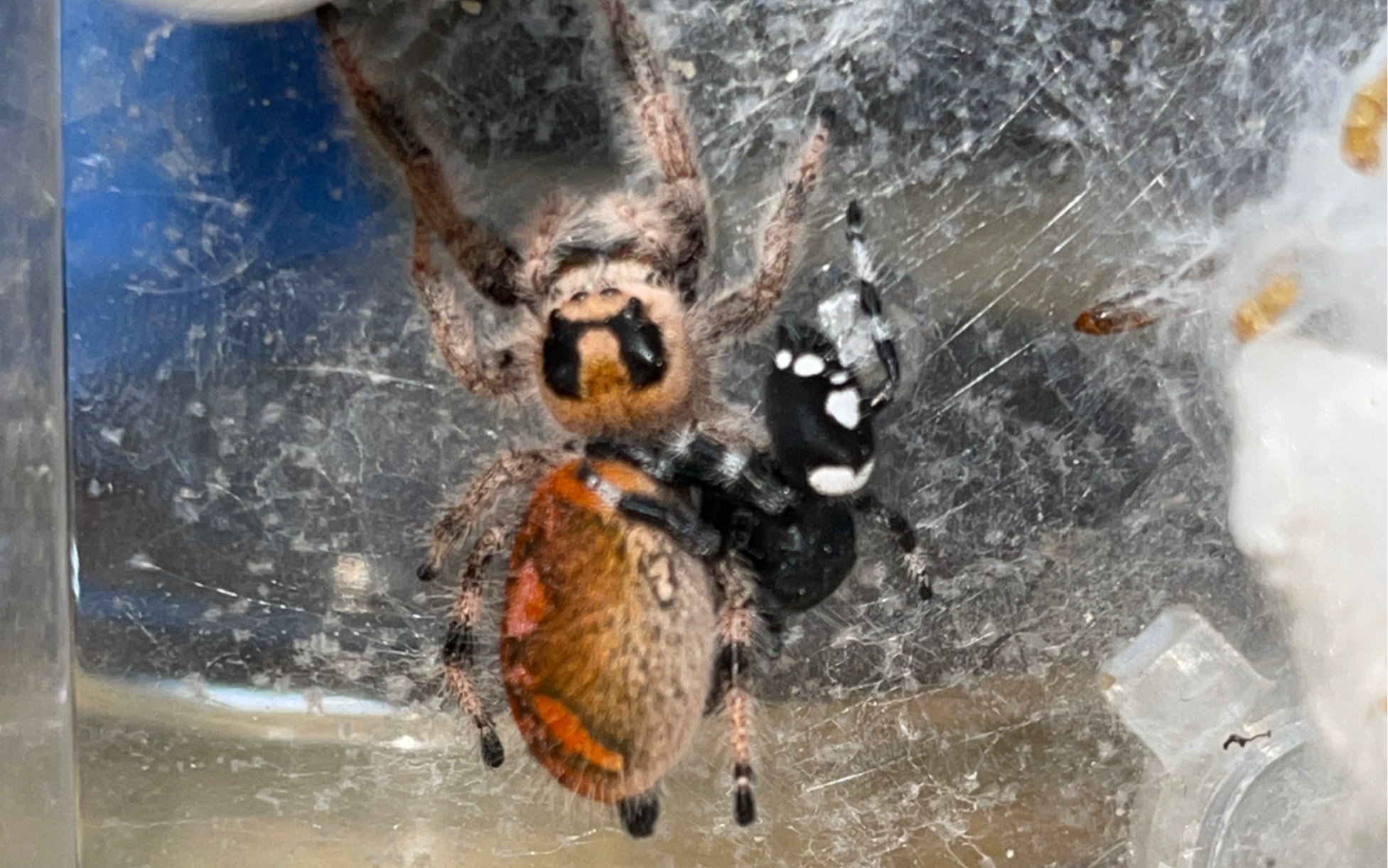 佛跳橙佛,佛罗里达跳蛛交配,试繁殖.