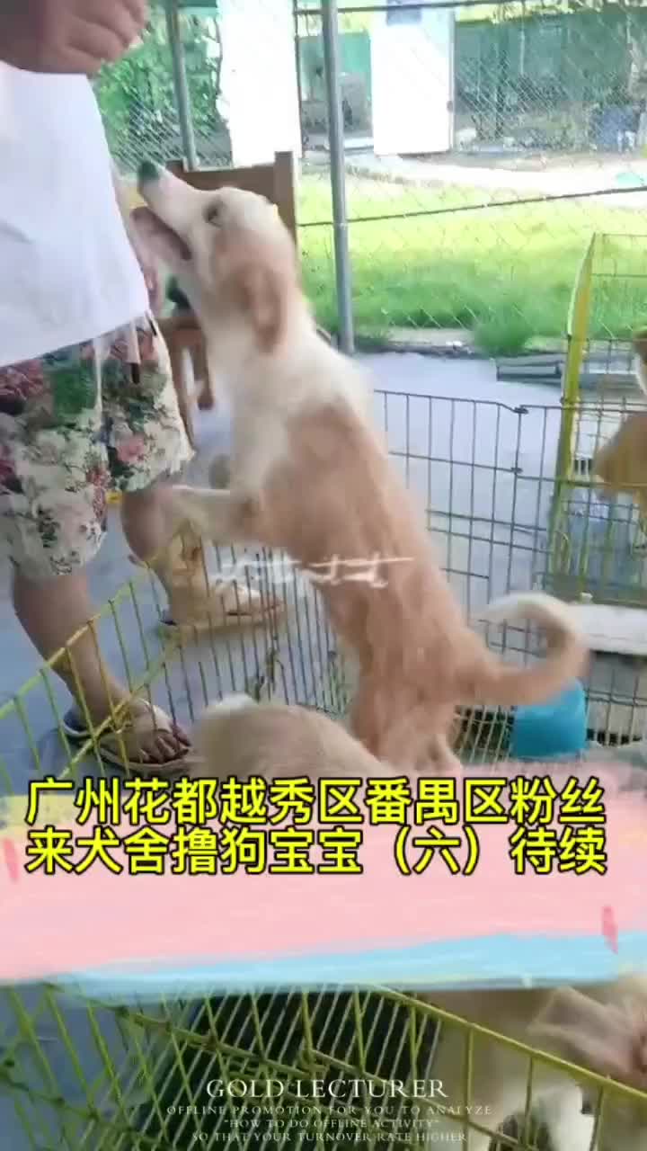 广州花都区越秀区番禺区粉丝来犬舍看边牧哔哩哔哩bilibili