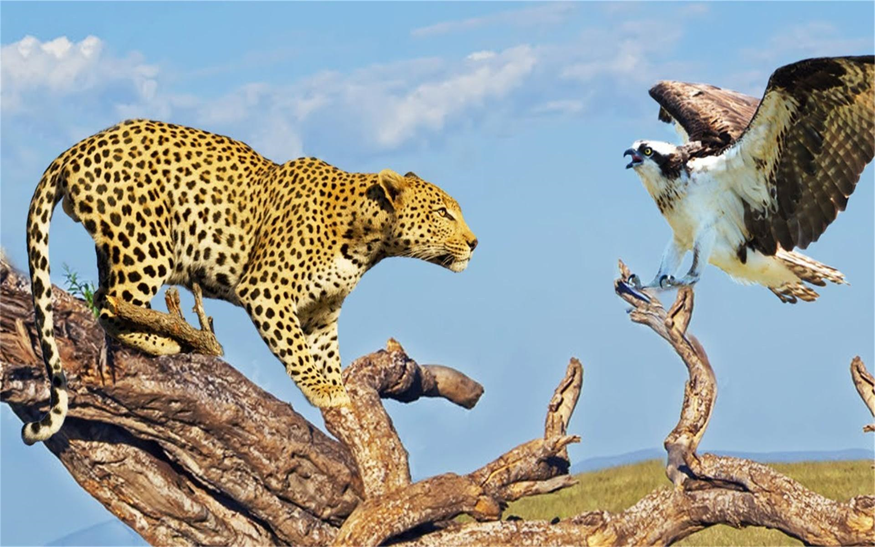 豹如何在树上抓鸟,豹vs鸟类的精彩狩猎视频!