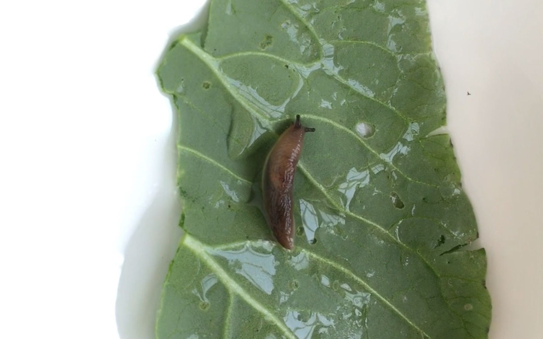 冰箱的冷藏油菜叶上发现一只蛞蝓宝宝!