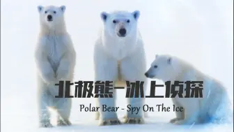 Tải video: 【纪录片】北极熊-冰上侦探-Polar Bear - Spy On The Ice (2 eps) 