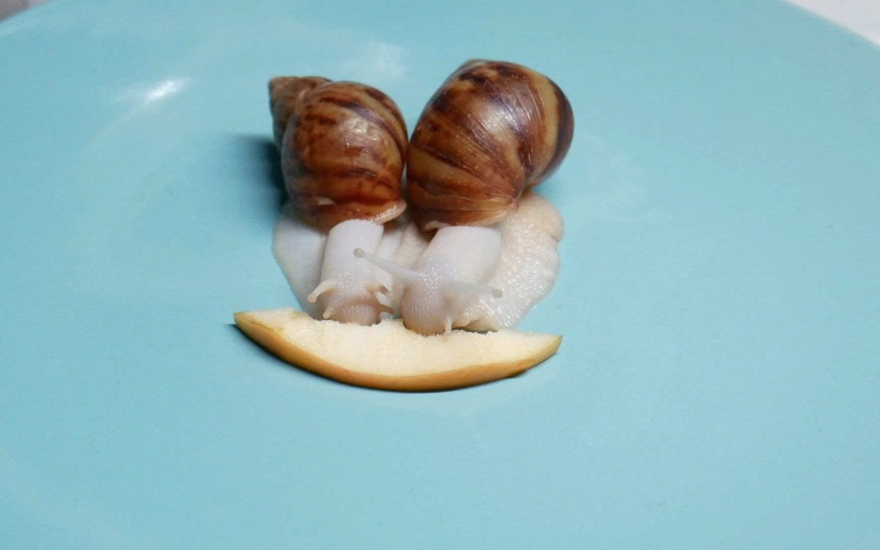 白玉蜗牛挑战吃苹果,没想到有一天会被苹果打到!
