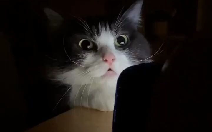 当猫咪独自看恐怖片