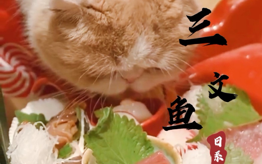 【怀特喵先生】刺身大餐_哔哩哔哩 (゜-゜)つロ 干杯~-bilibili