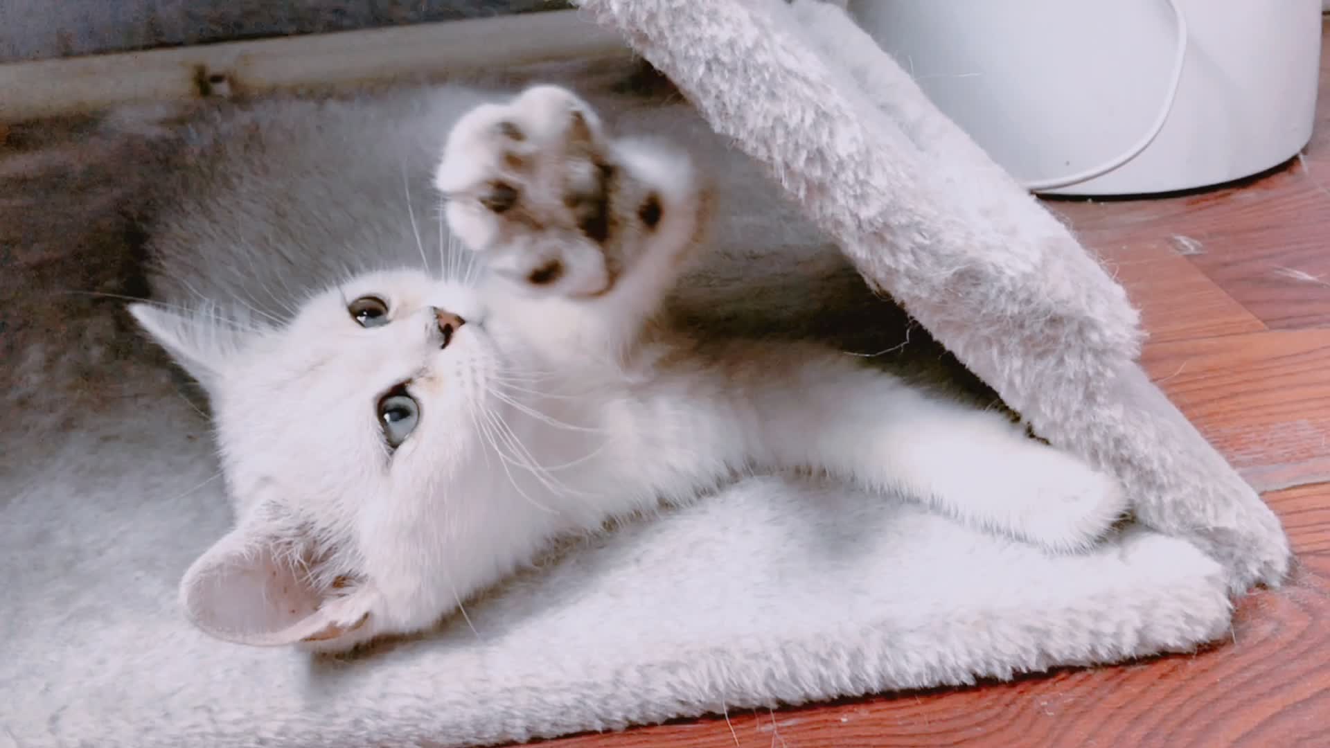 抓到一只小可爱,你家的猫也这样吗