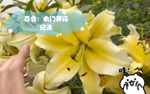 百合：木门开花记录