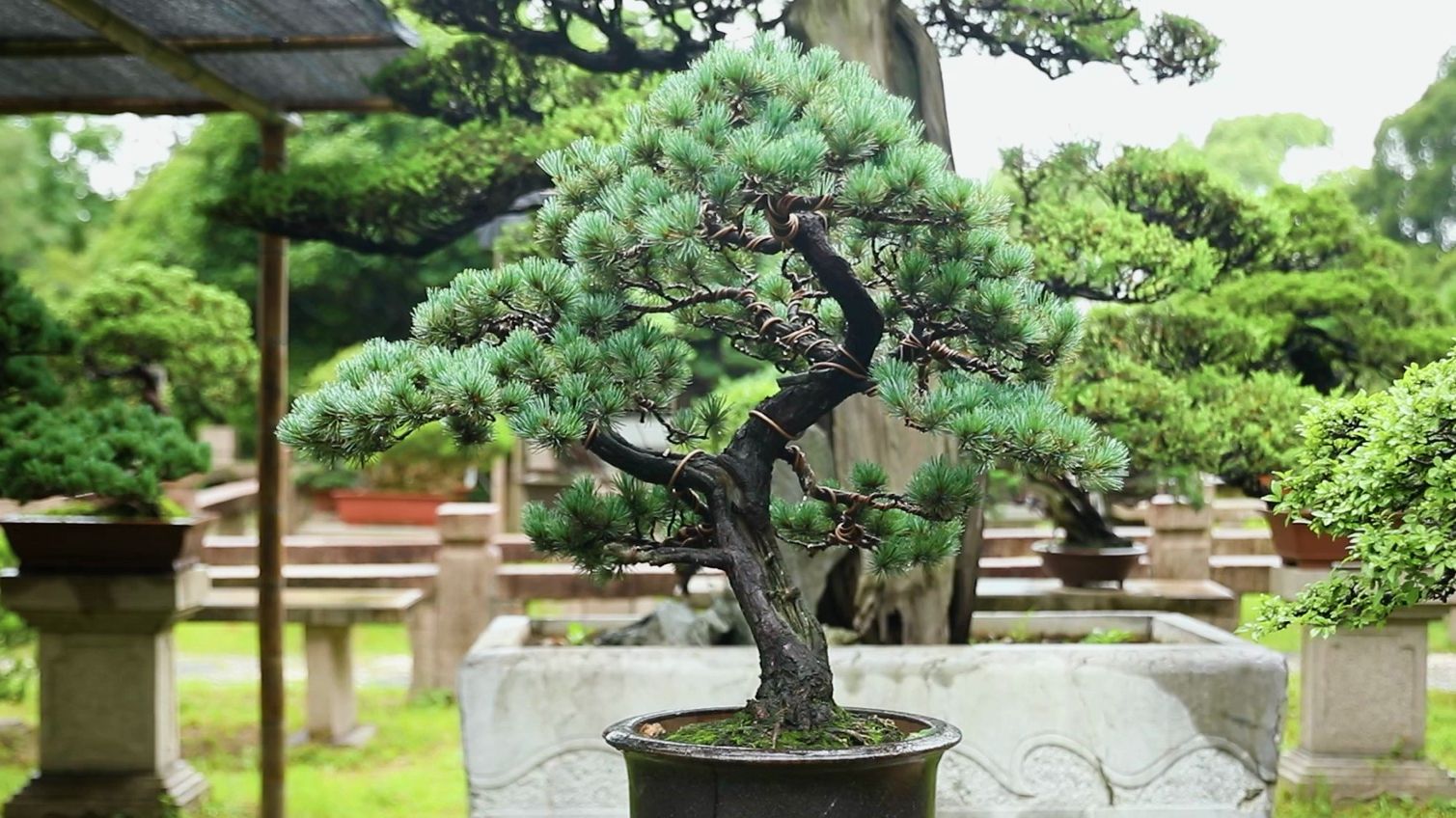 曲干式盆景图片大全图片