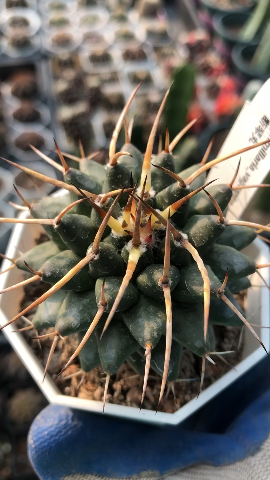 优选一颗豪刺断琴丸