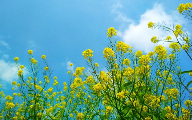 桃花净尽菜花开黄萼裳裳绿叶稠哔哩哔哩bilibili