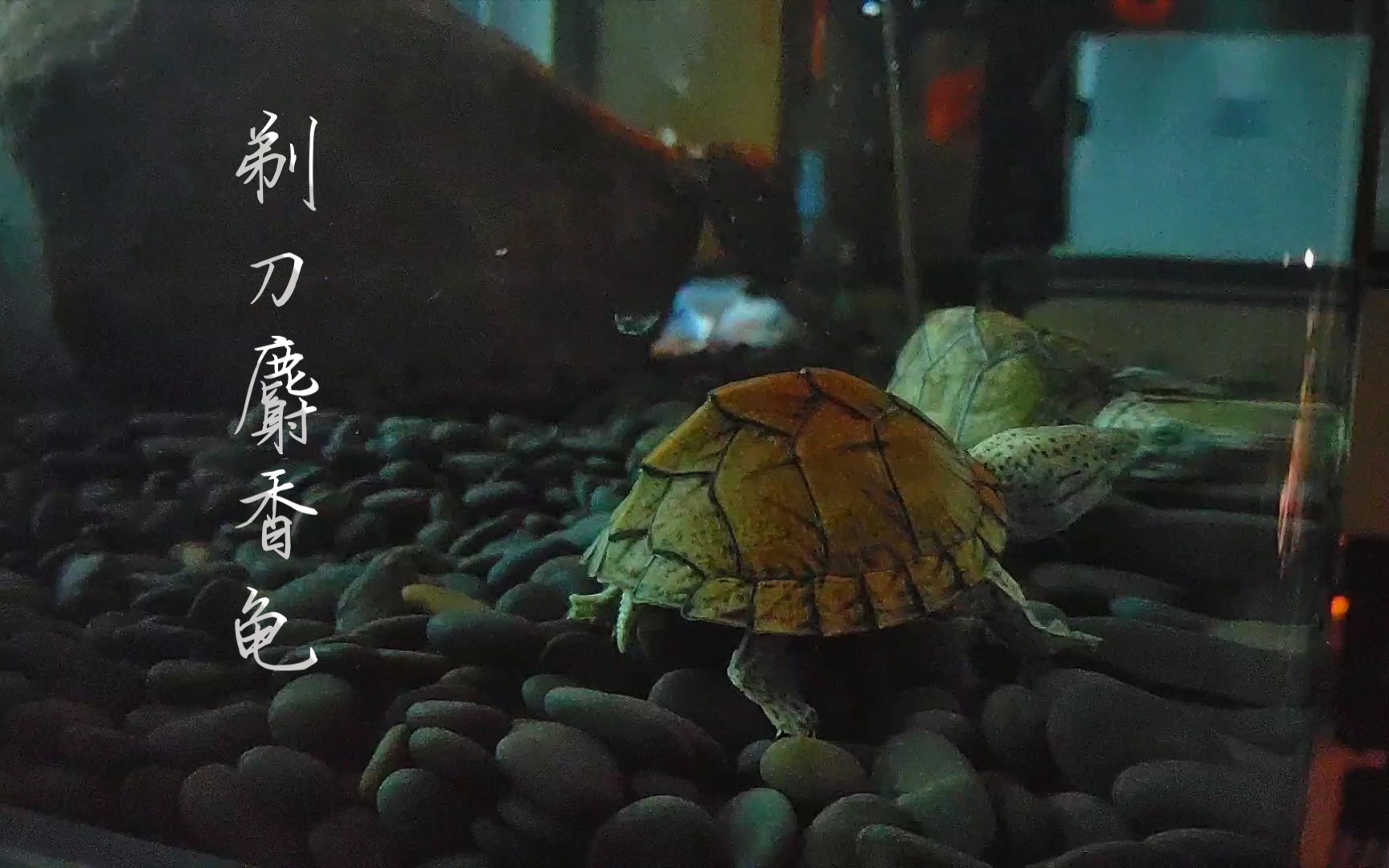 呆萌剃刀麝香龟天生的游泳健将换了个缸放飞自我上蹿下跳大搞破坏