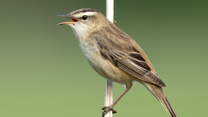 水蒲苇莺的鸣唱 4k