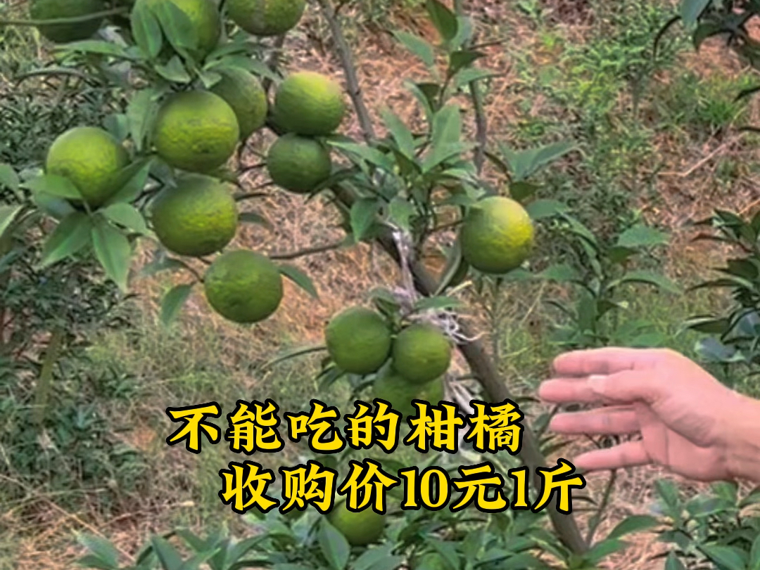 日本香柚,一个柑橘加工品种,种植效益还不错.你会考虑种植吗?#日本香柚 #柑橘 #加工哔哩哔哩bilibili