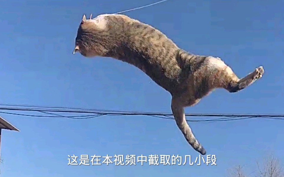 [图]猫中王者，功夫了得，眼球的盛宴，欢迎观看