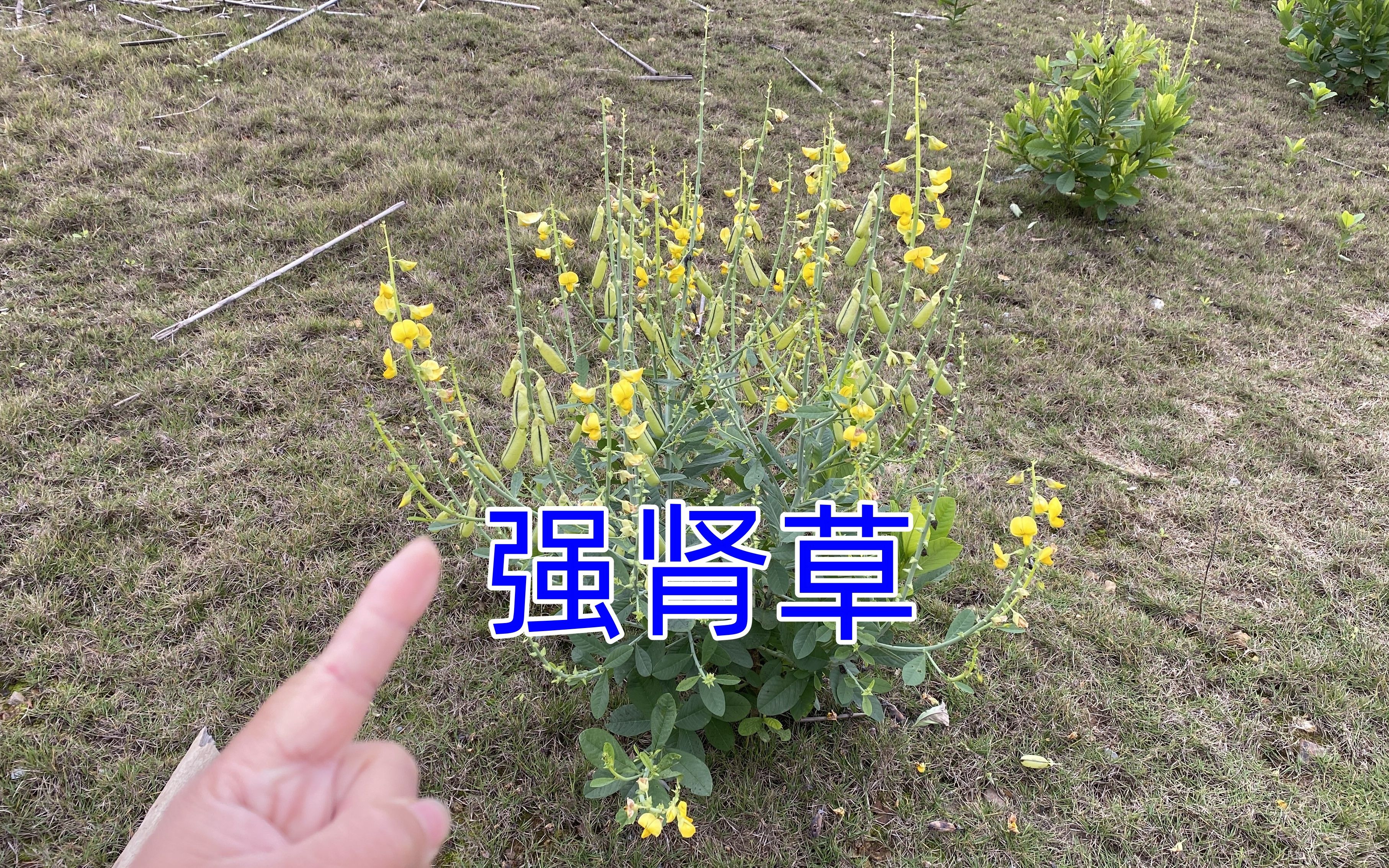 肾阳草的功效与作用图图片