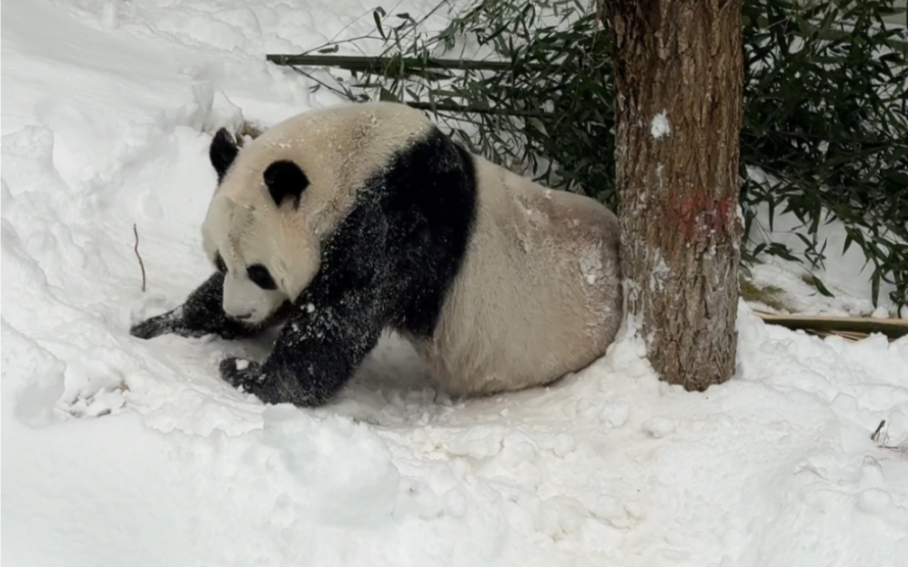 灵岩用实际行动回答"雷达奶爸" #大熊猫灵岩 #下雪就得这样玩 @栾川