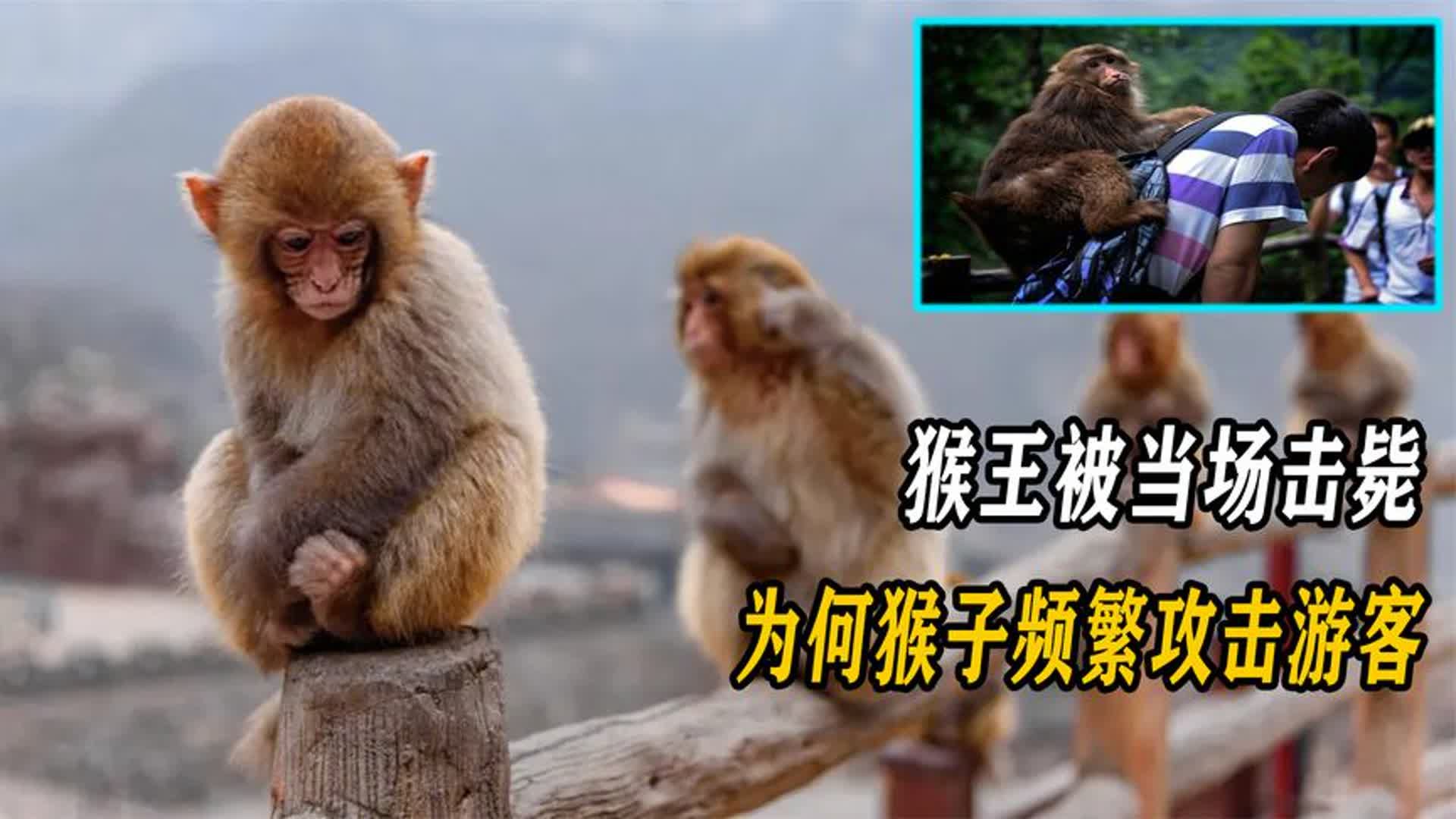 因袭击游客被击毙,峨眉山的猴子为何这么无法无天?