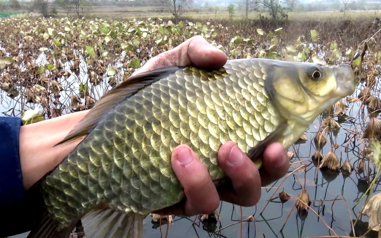 说出来你们可能不信,天气越冷,越容易钓到黄金大板鲫