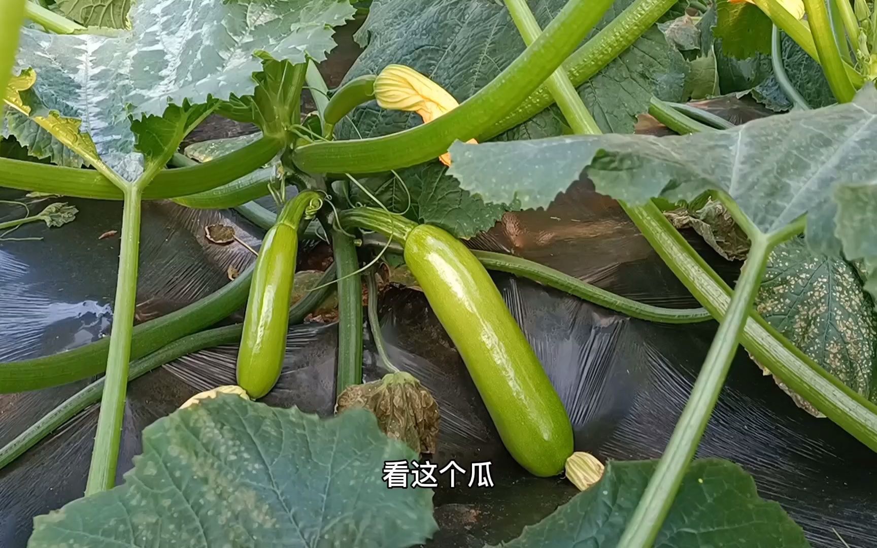 蔬菜大棚种植早晚之差,长出来的小瓜为啥要除掉,阿杜来一探究竟