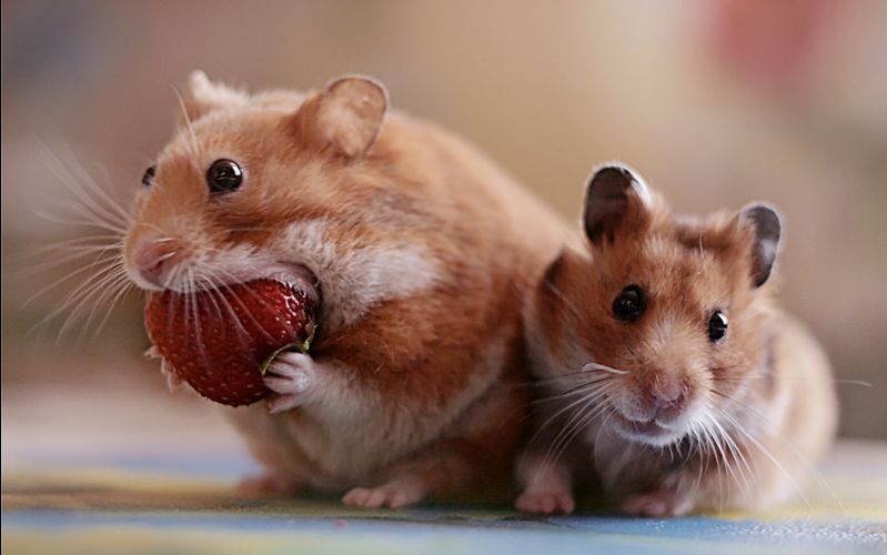 【仓鼠】两只小仓鼠在盘子中跑反了,结果原地团团转.