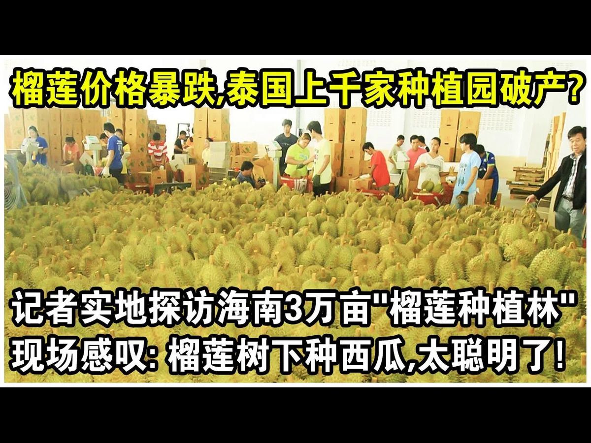 榴梿价格暴跌,泰国上千家种植园破产?记者实地探访海南3万英亩“榴梿种植林”,被眼前一幕惊呆了!现场感叹:榴梿树下种西瓜?不可思议!哔哩哔哩...