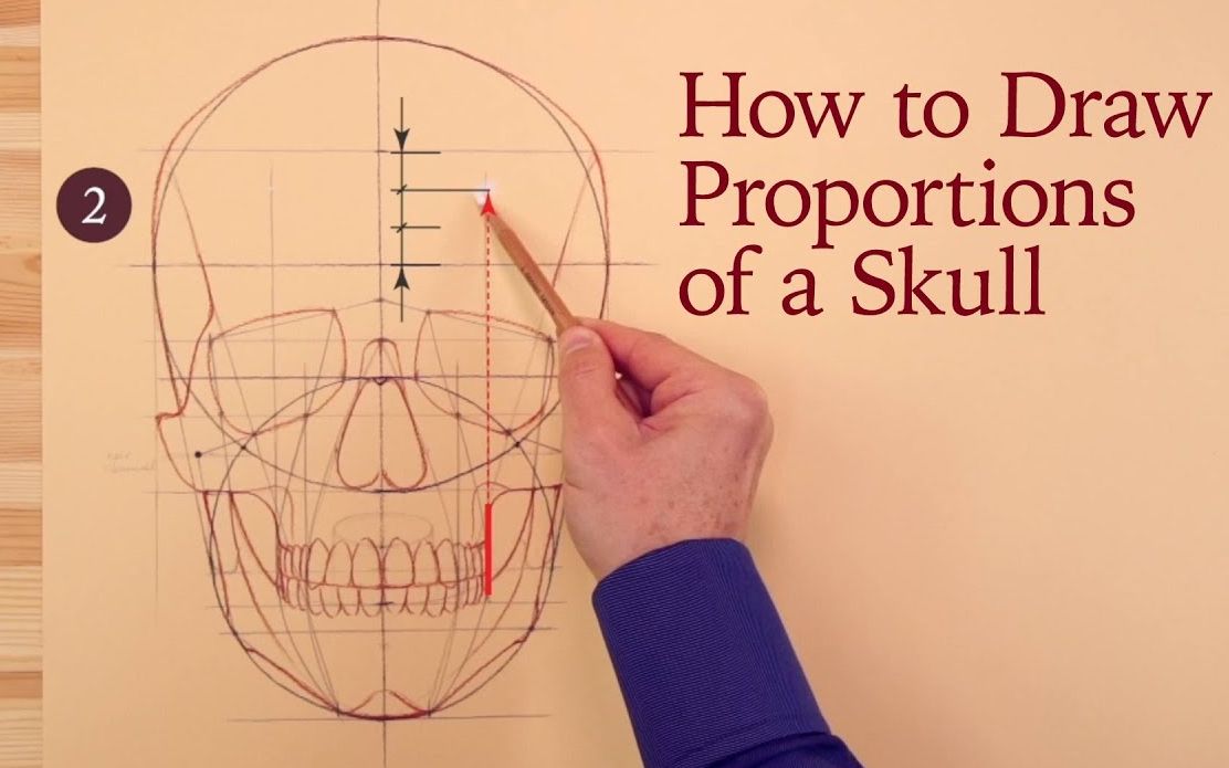 6等分法,画头骨的比例_哔哩哔哩_bilibili
