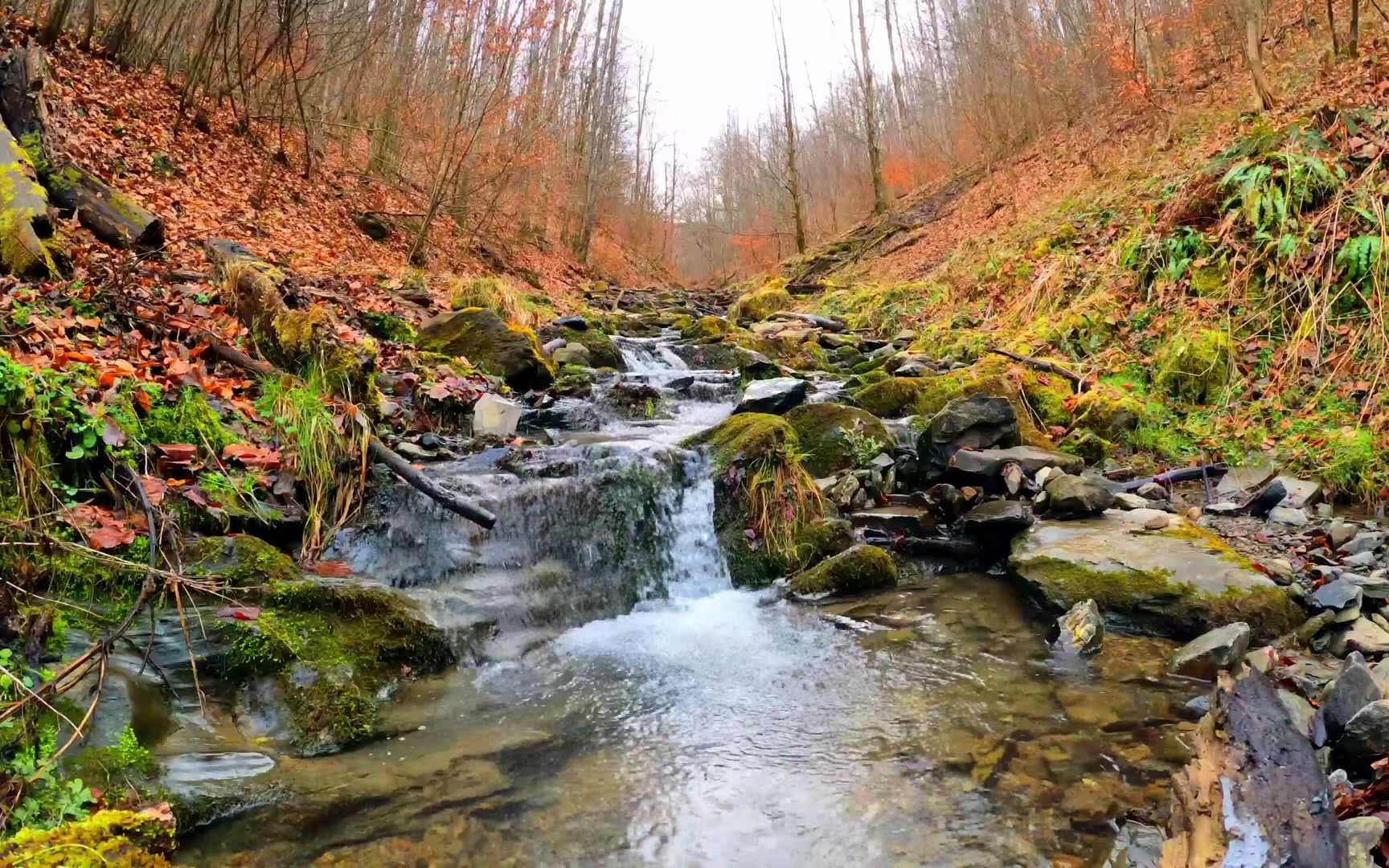 白噪 | 晚秋-林中的小河 | 小溪水流冲击石头的声音 | 水流原声