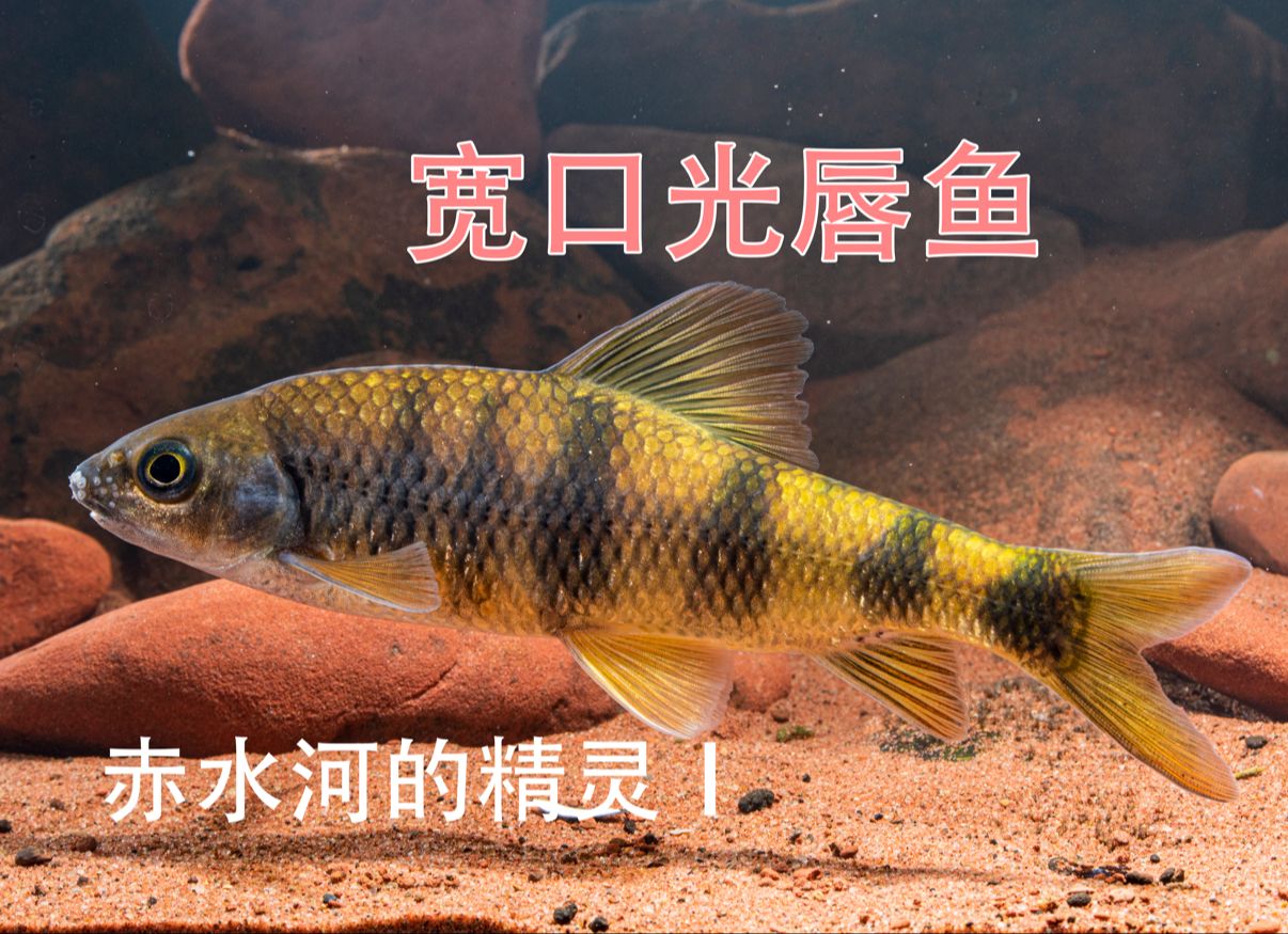 赤水河的精灵1宽口光唇鱼Acrossocheilus monticola (G㼮ther, 1888)哔哩哔哩bilibili