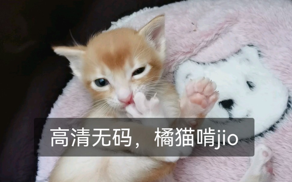 【第一视角撸奶猫】高清无码、小橘在线撩人啃jio哔哩哔哩bilibili