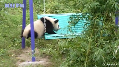 面白い動物 １０分間腹が痛いほど爆笑する犬 猫 動物のおもしろハプニング 哔哩哔哩 Bilibili