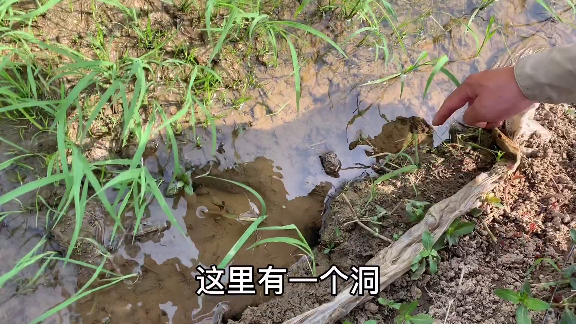 老淡分享钓黄鳝经验稻田里如何找洞学会了一钓一个准