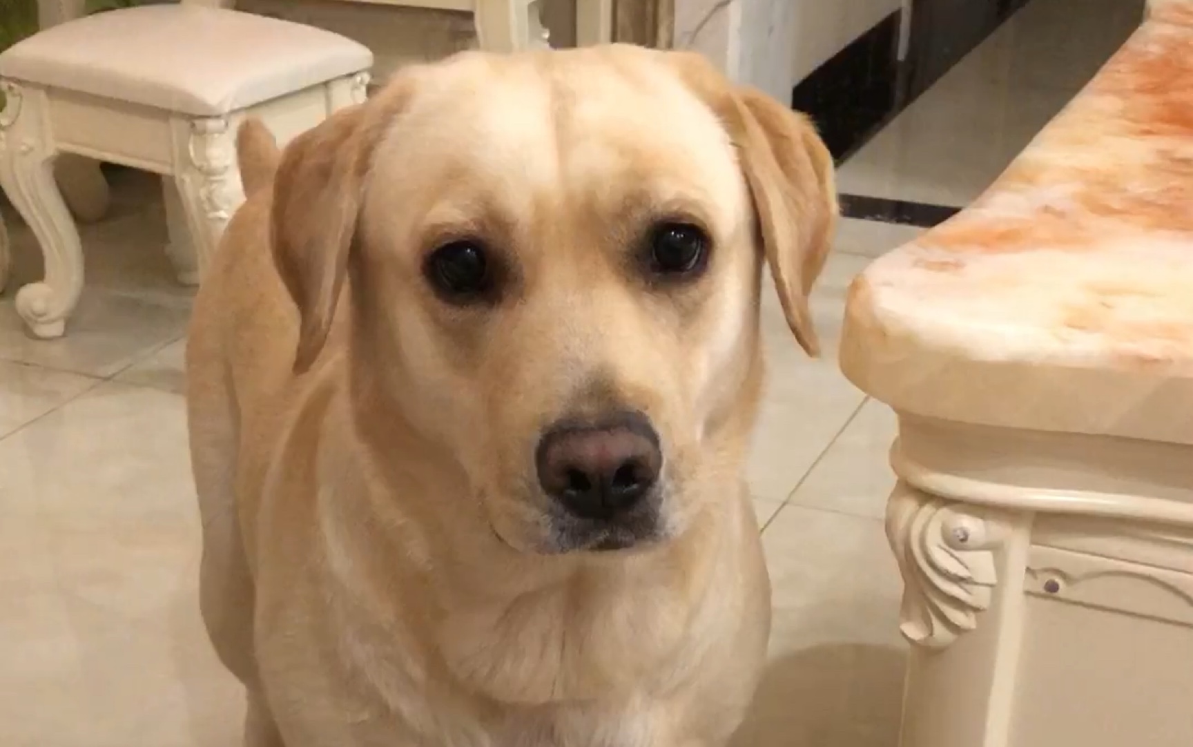 「拉布拉多」疯狂的眼神示意