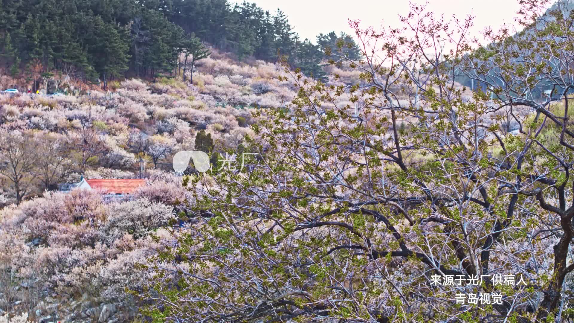 青岛北九水樱花谷4K航拍视频素材【光厂视频素材】哔哩哔哩bilibili