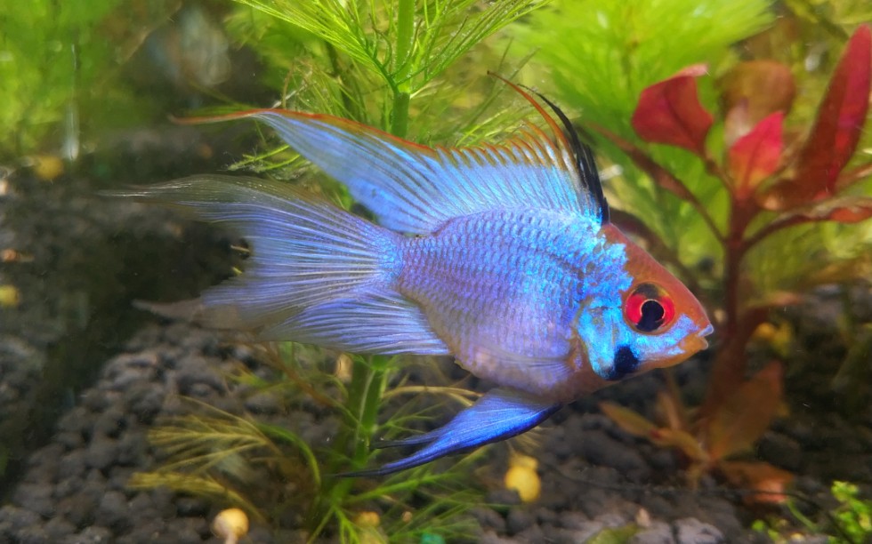 一条发色完美的 阿凡达(蓝波子)