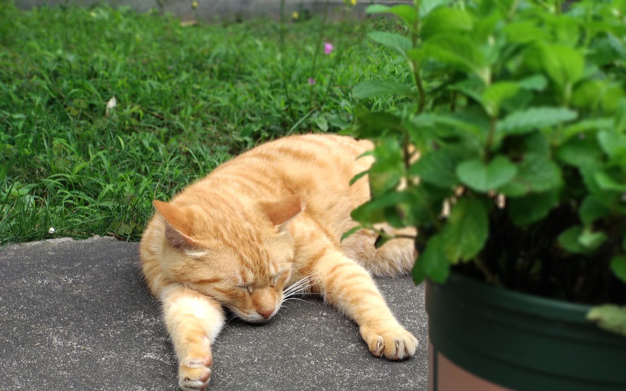 【娇娇】树下懒洋洋地晒太阳的大肥橘