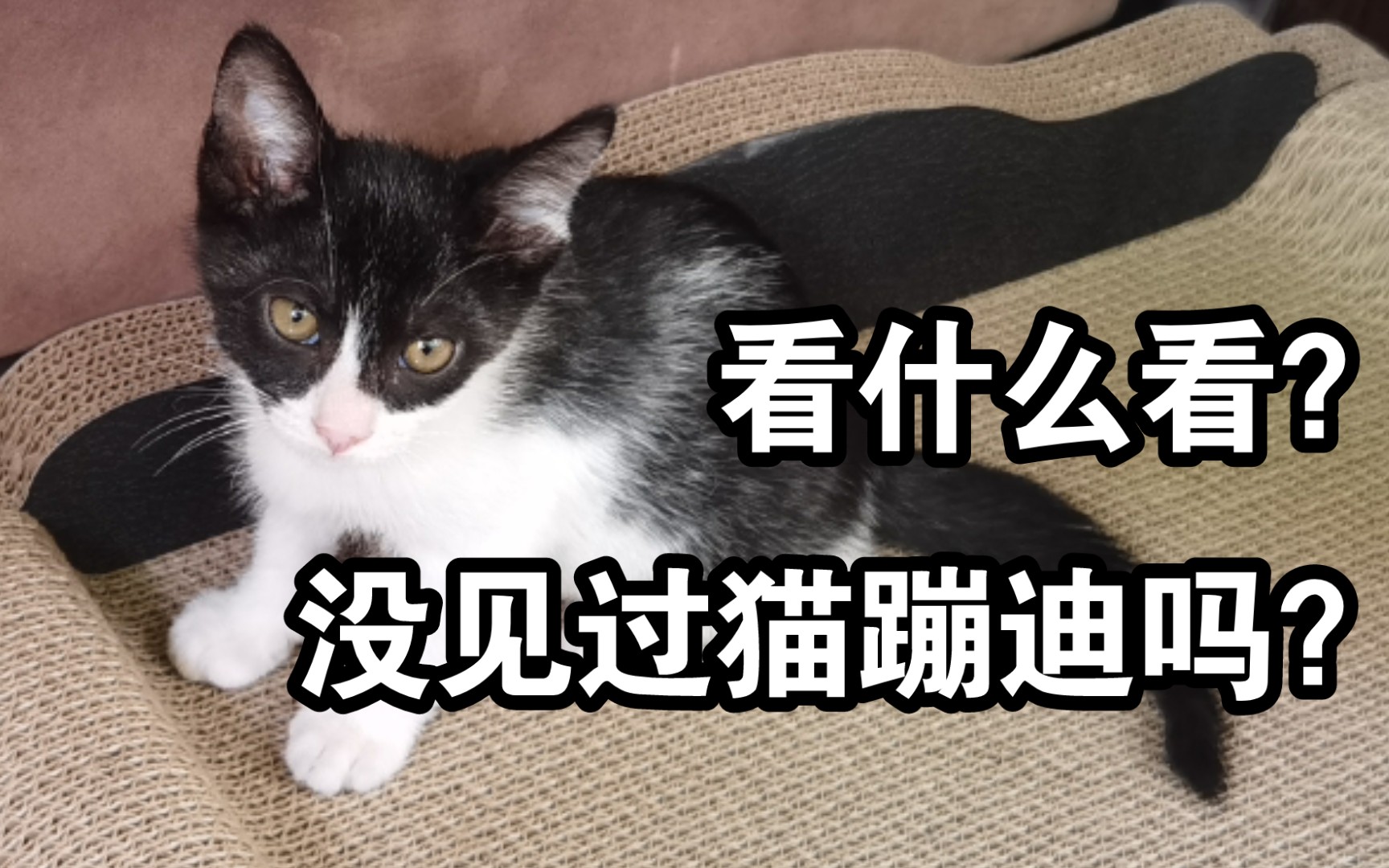 【咚咚】猫中哈士奇,奶牛爱蹦迪?