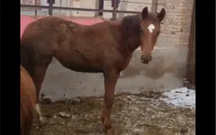 Скачать видео: 爱驹「奇楠沉香」，2023年打算出战一岁伊犁马比赛，希望可以带来好运！加油小公主