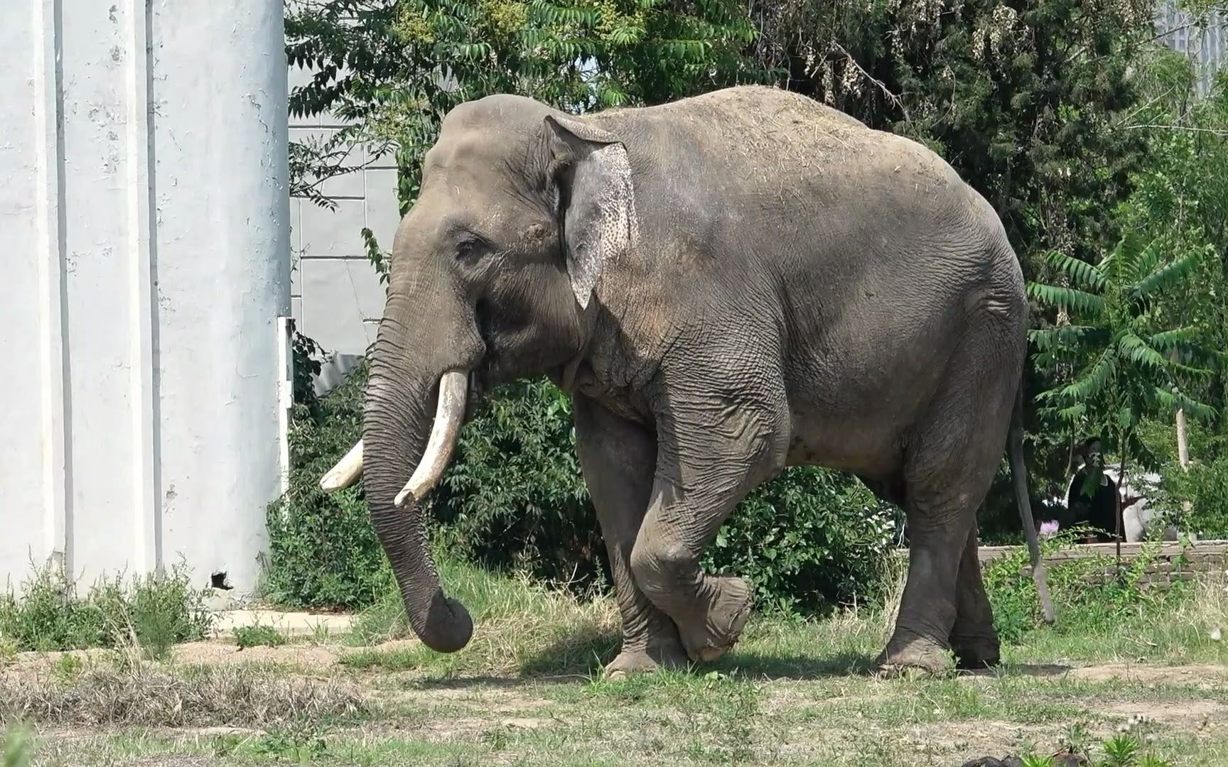 活动  天津动物园,看看大象的悠闲时光