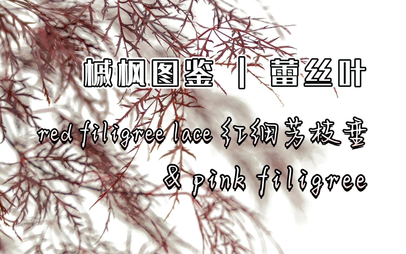 槭枫图鉴 | 第63期 "Red Filigree Lace 红细芳枝垂""Pink Filigree" 超细密裂叶哔哩哔哩bilibili