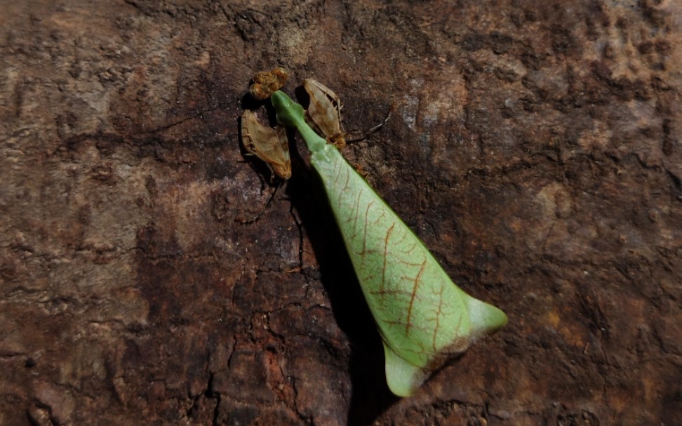 裙子姬螳羽化_哔哩哔哩_bilibili