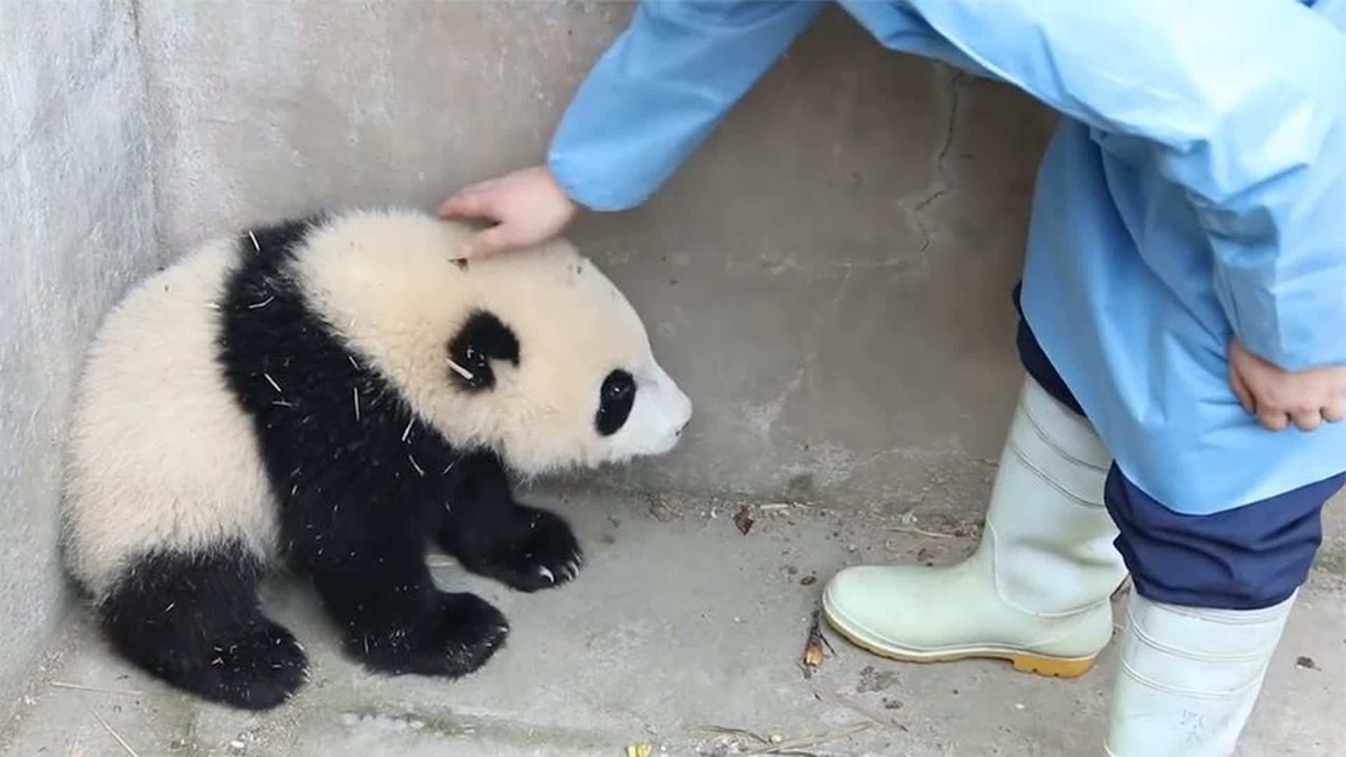 上海熊饲养员生前照片图片