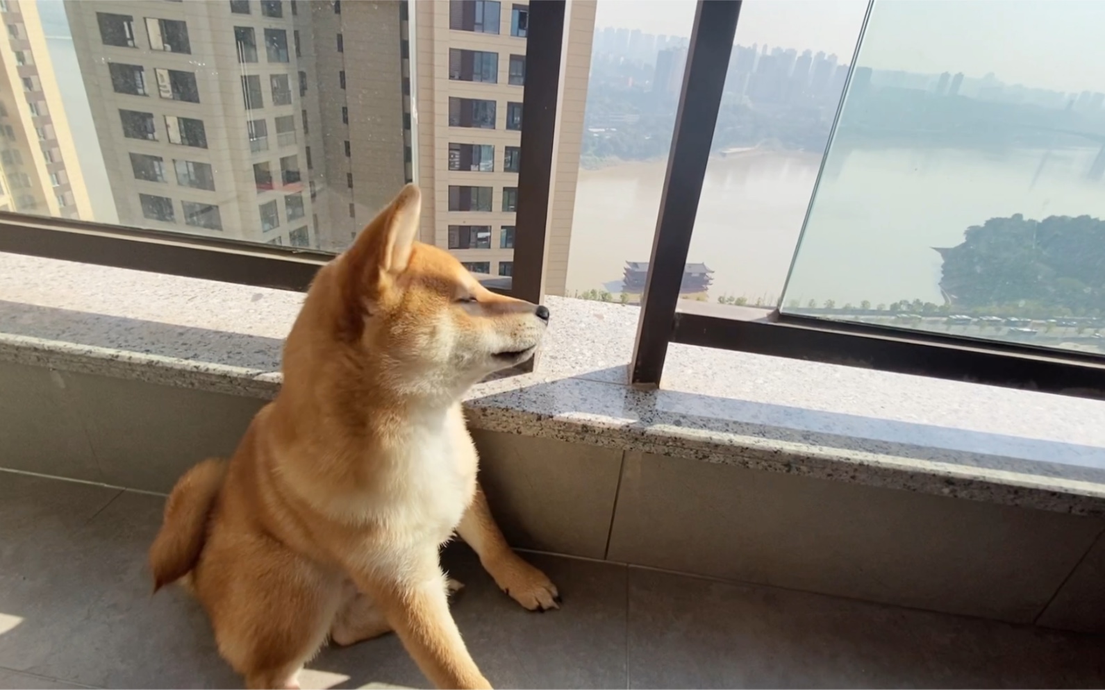 看你晒太阳好惬意喔